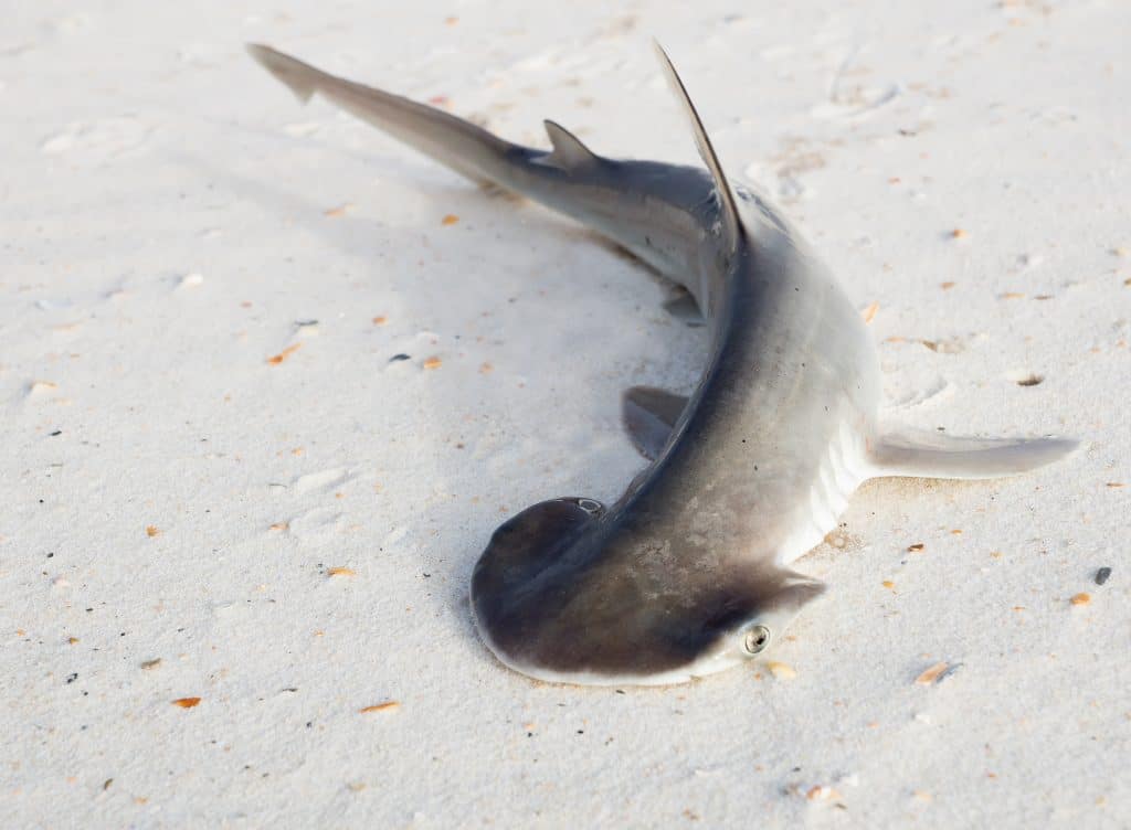 Bonnethead Shark