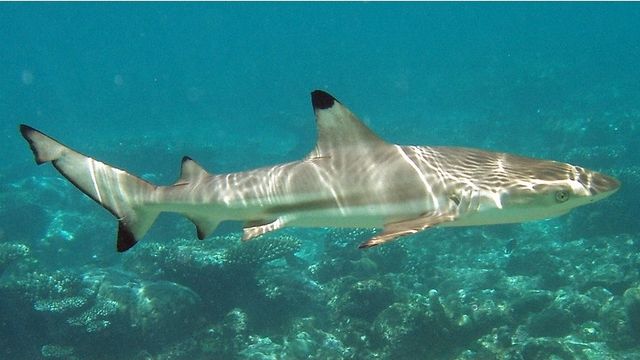 Blacktip Shark