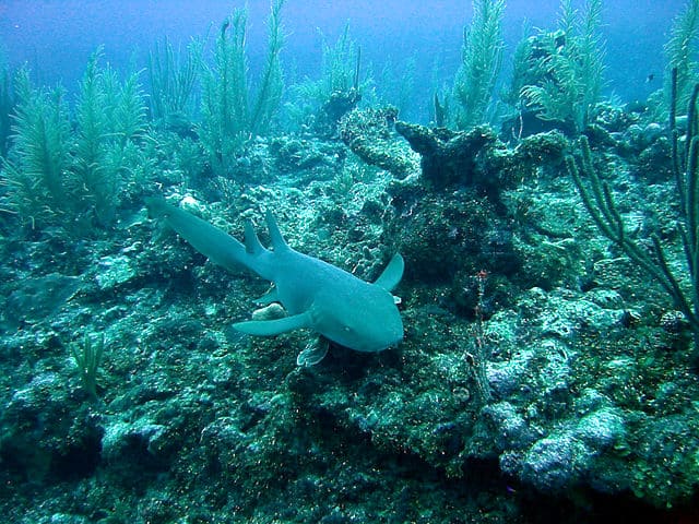 Nurse Shark