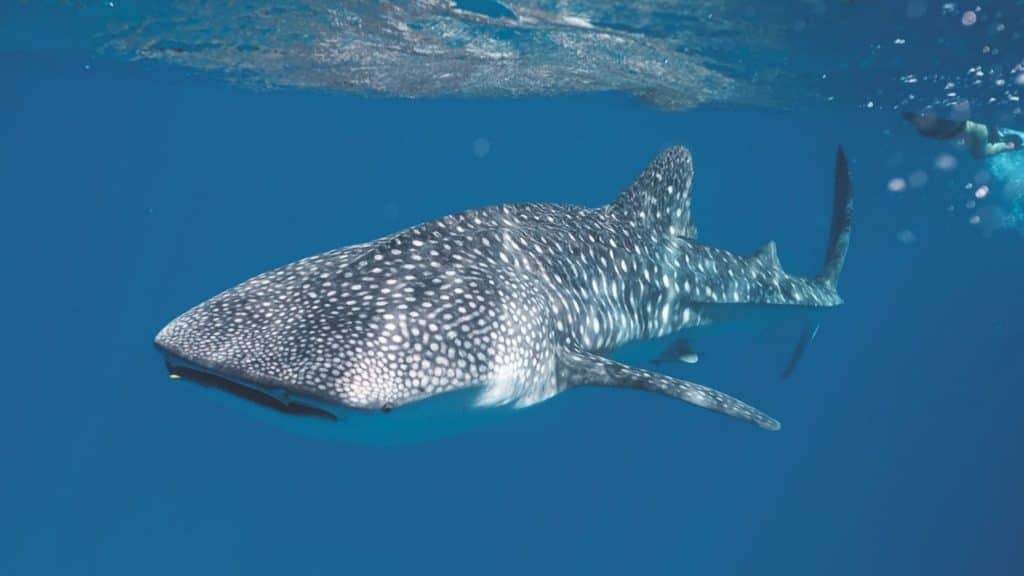 Whale Shark